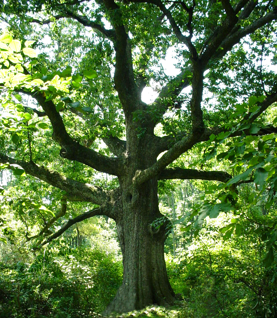 About Us – White Oak Elemental